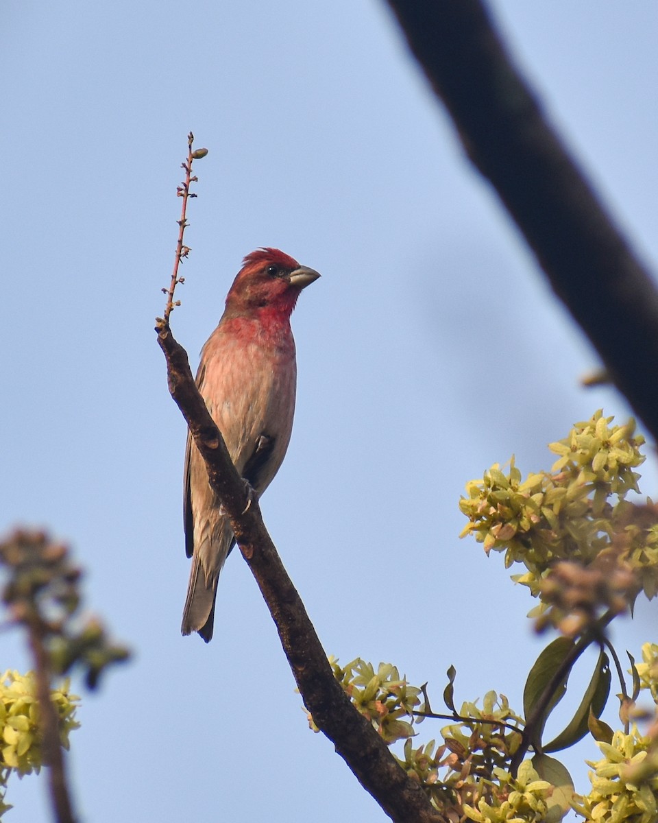 Common Rosefinch - ML616455591