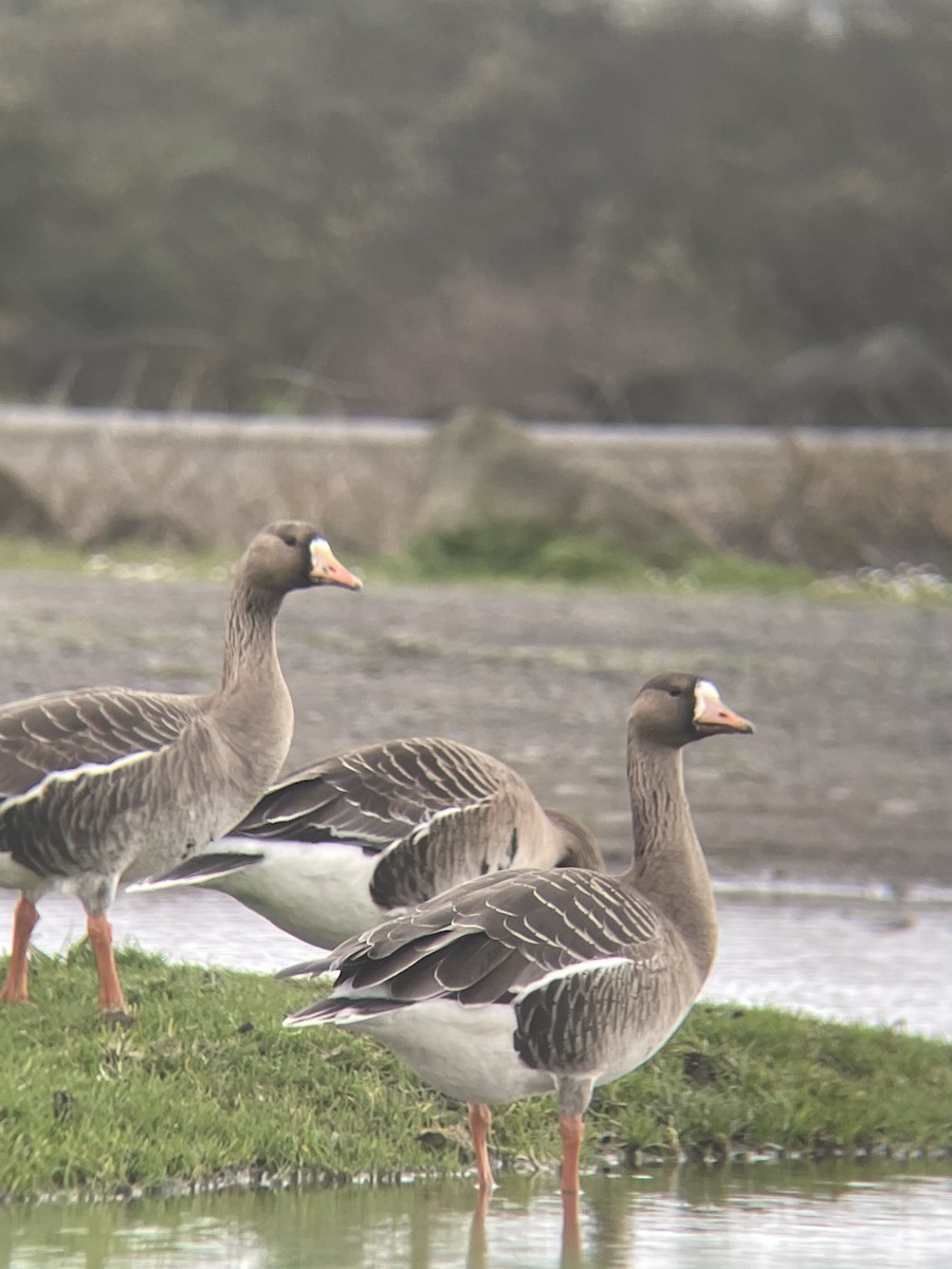 Greater White-fronted Goose - ML616455593