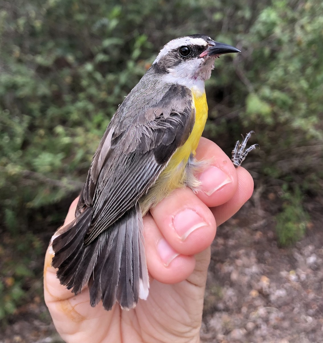 Bananaquit - LucianoNicolas Naka