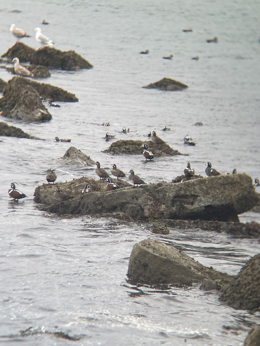 Harlequin Duck - ML616455615