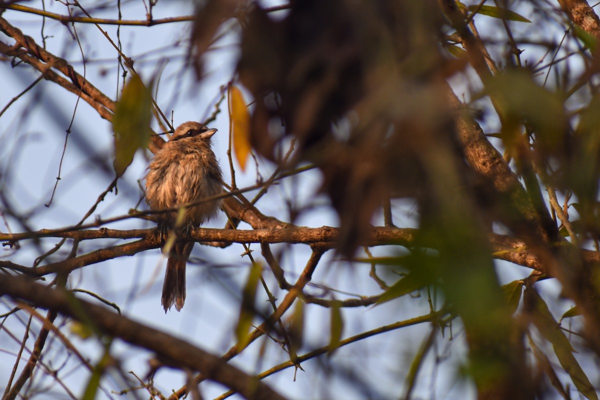 Brown Shrike - ML616455619