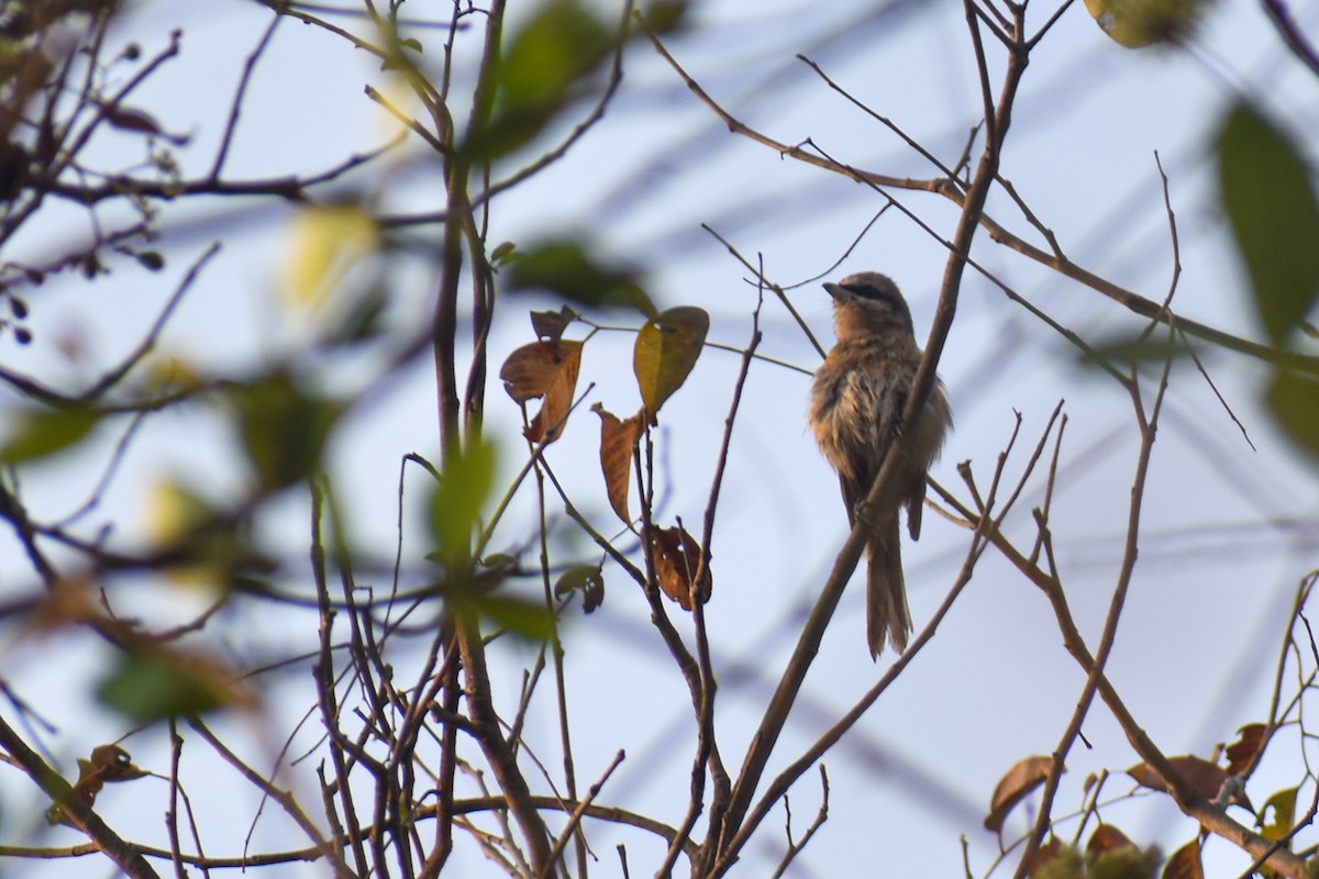 Brown Shrike - ML616455620