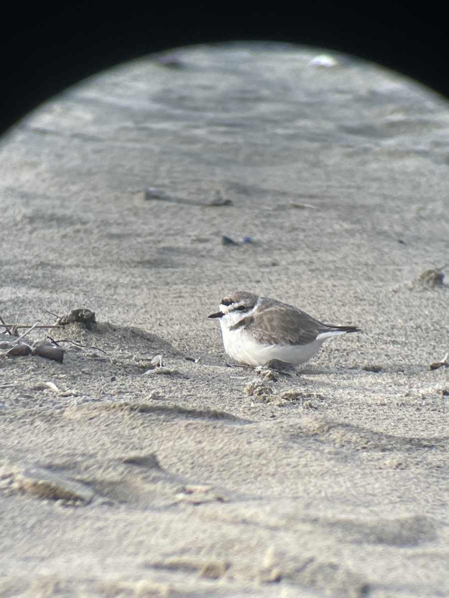 Snowy Plover - ML616455623