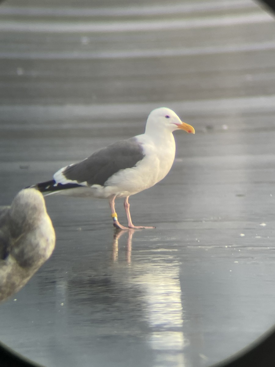 Western Gull - ML616455628