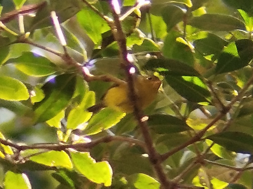 Yellow-breasted Warbler - Lars Mannzen