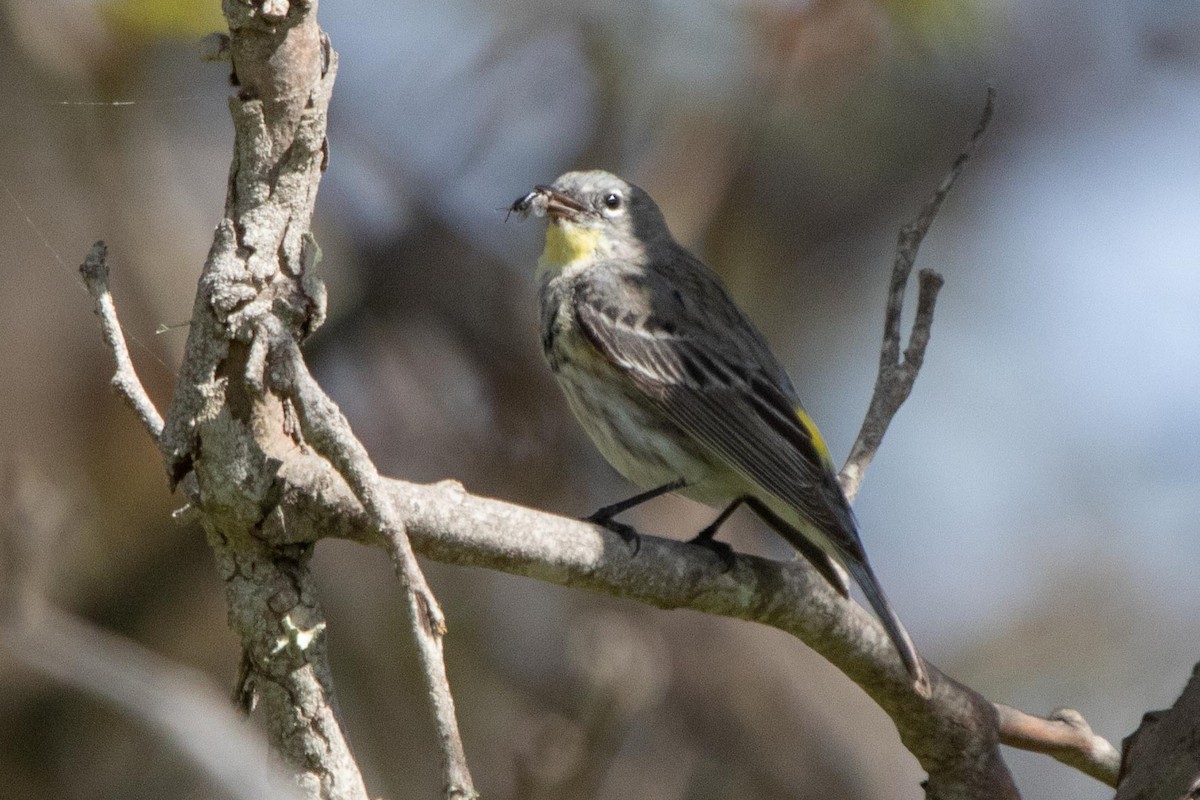 Yellow-rumped Warbler - ML616455812