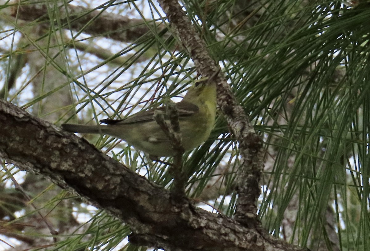 Pine Warbler - ML616455835