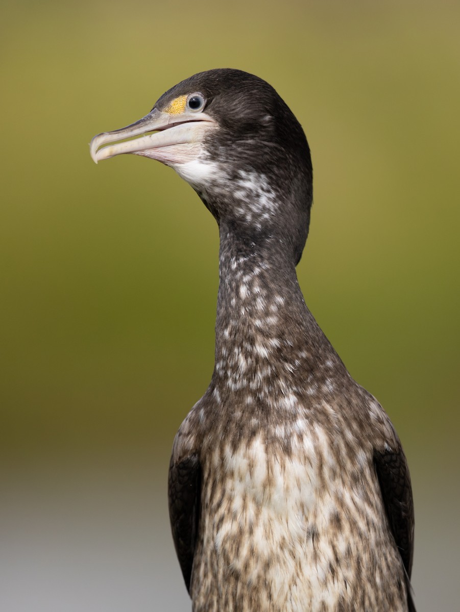 Pied Cormorant - ML616455860