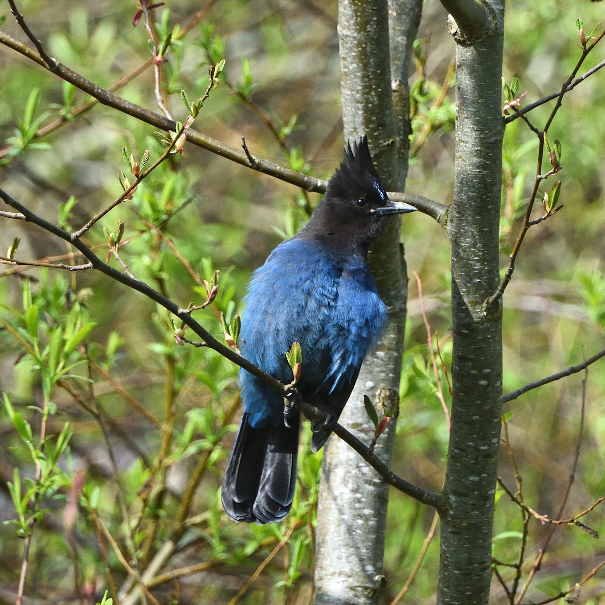 Steller's Jay - ML616455887