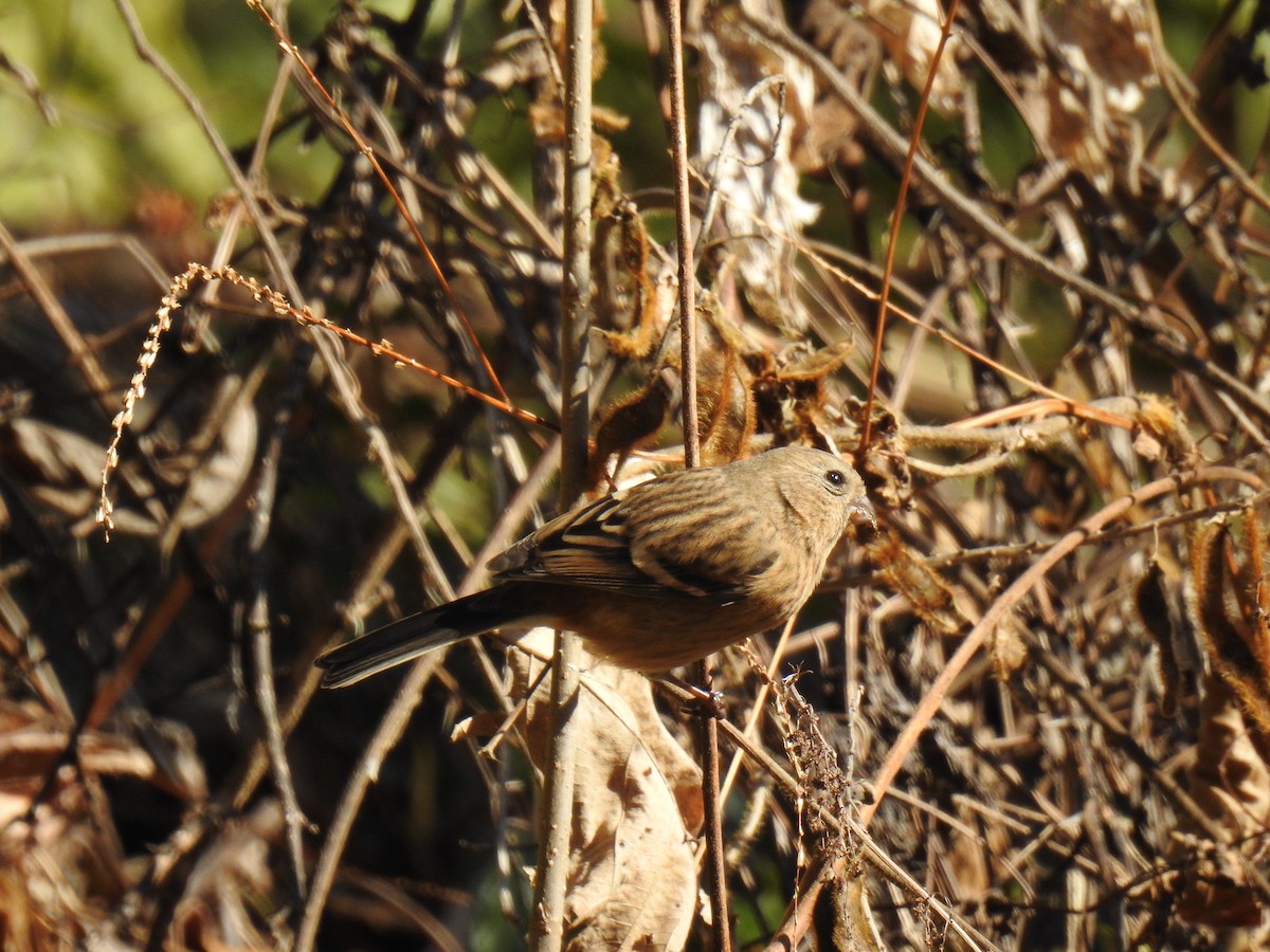 Long-tailed Rosefinch - ML616455906