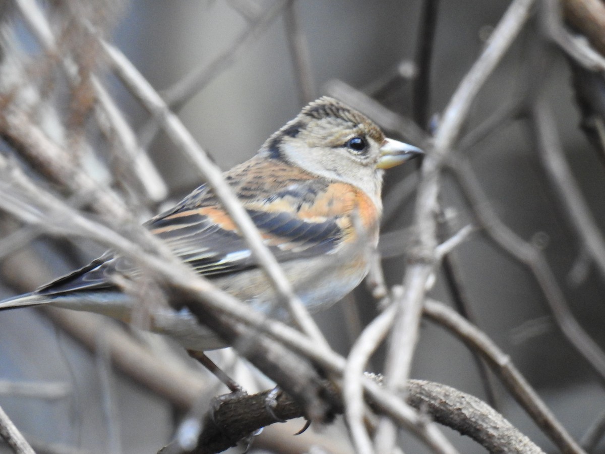 Brambling - ML616455952