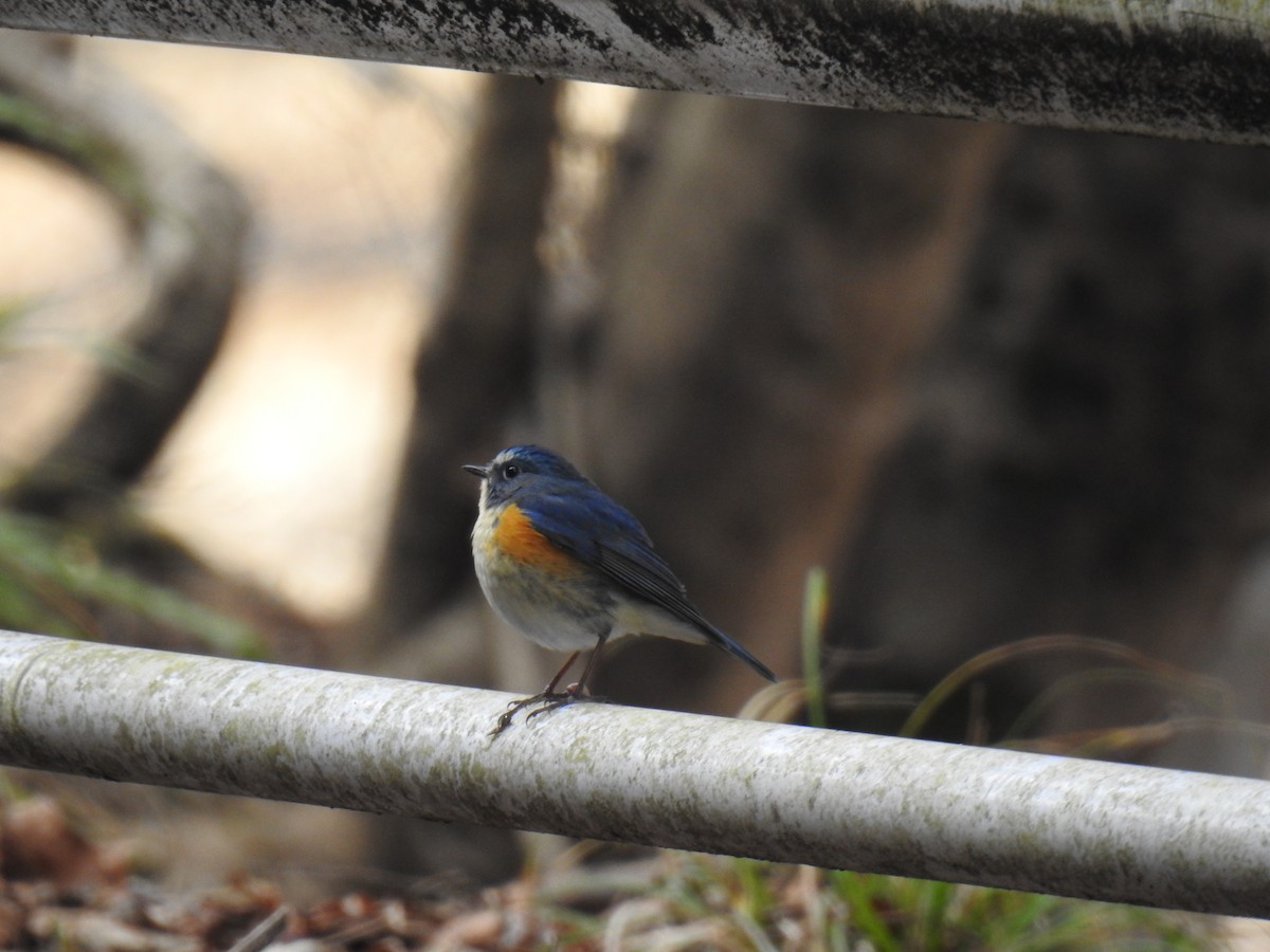 Red-flanked Bluetail - ML616455965