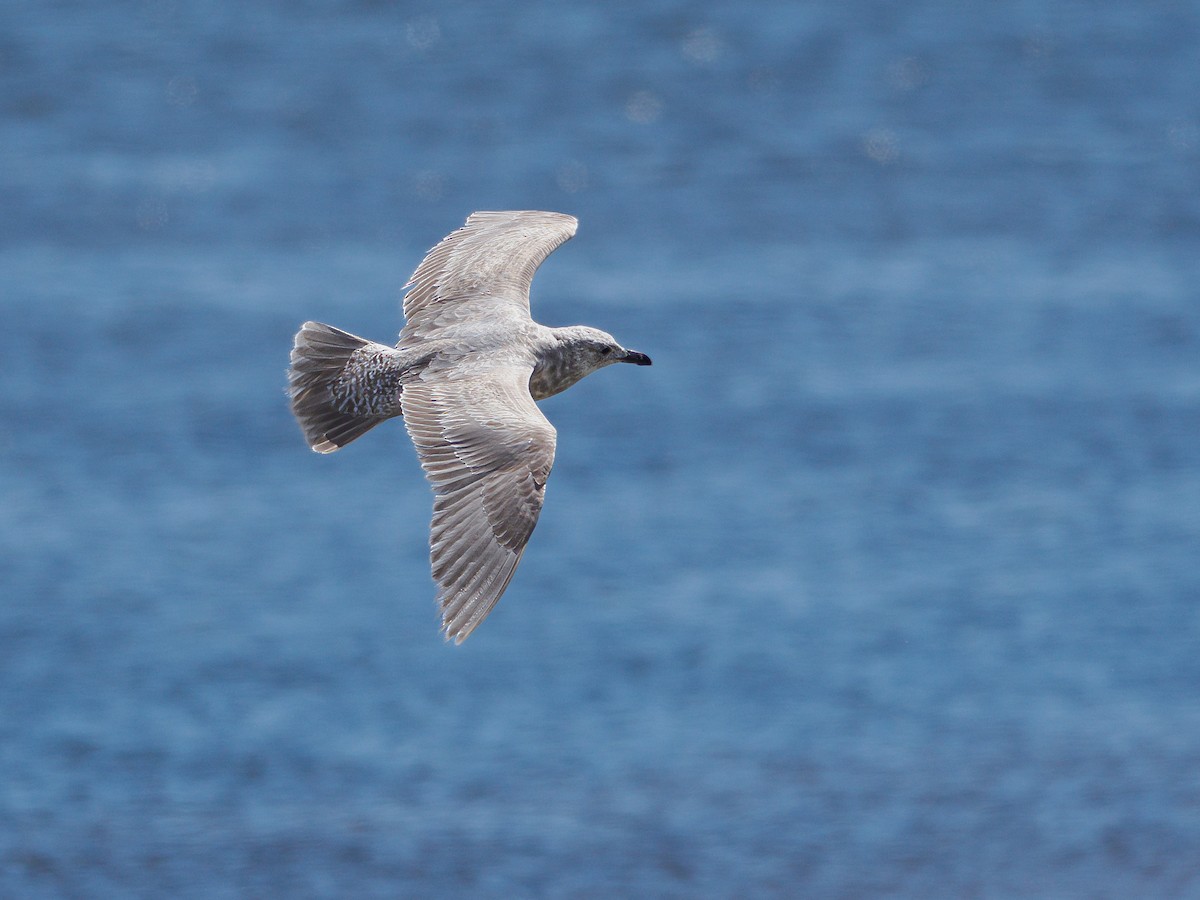 Glaucous-winged Gull - ML616455991