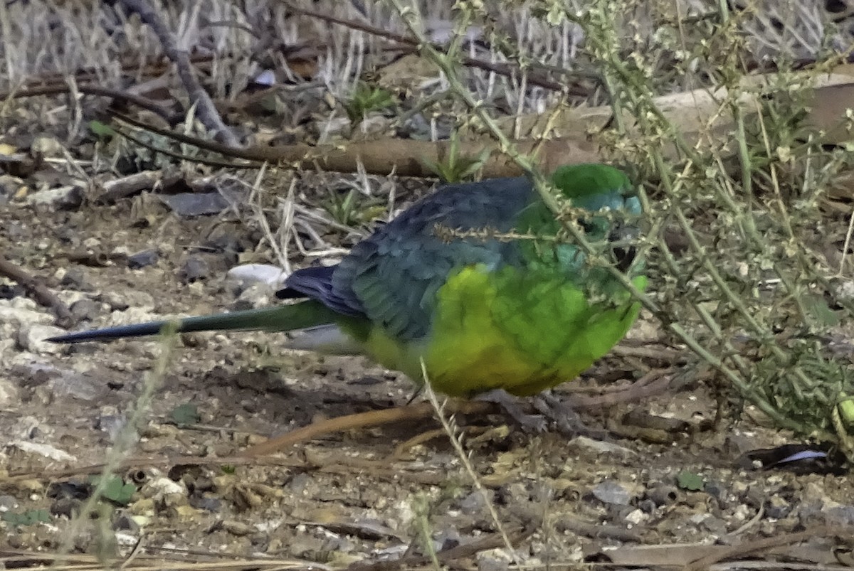 Red-rumped Parrot - ML616456002