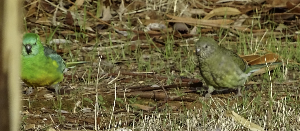 Red-rumped Parrot - ML616456003