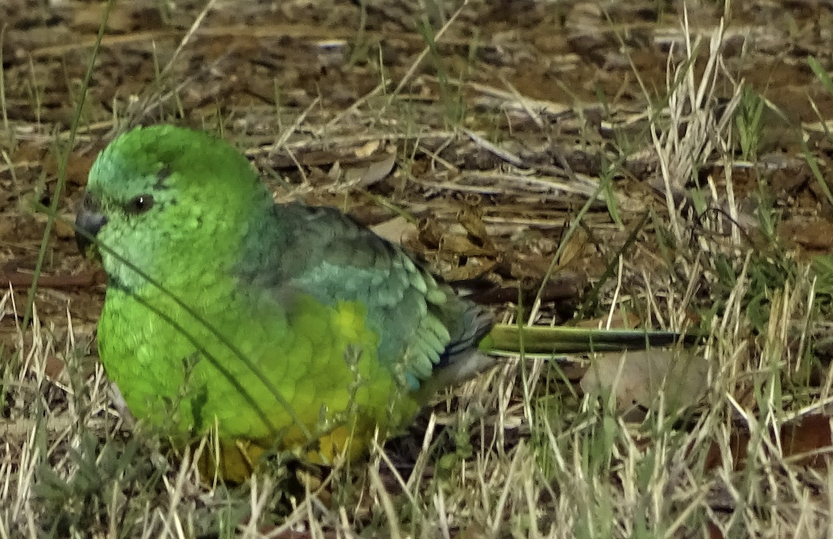 Red-rumped Parrot - ML616456005