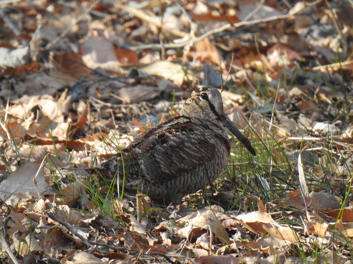 Eurasian Woodcock - ML616456121