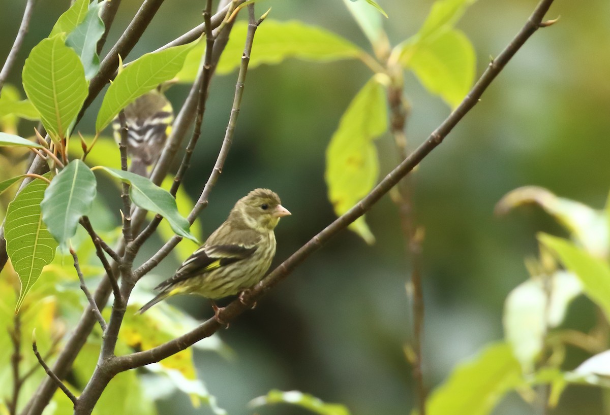 Yellow-breasted Greenfinch - ML616456140