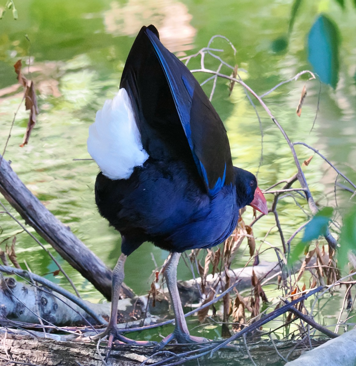 Australasian Swamphen - Ken Glasson