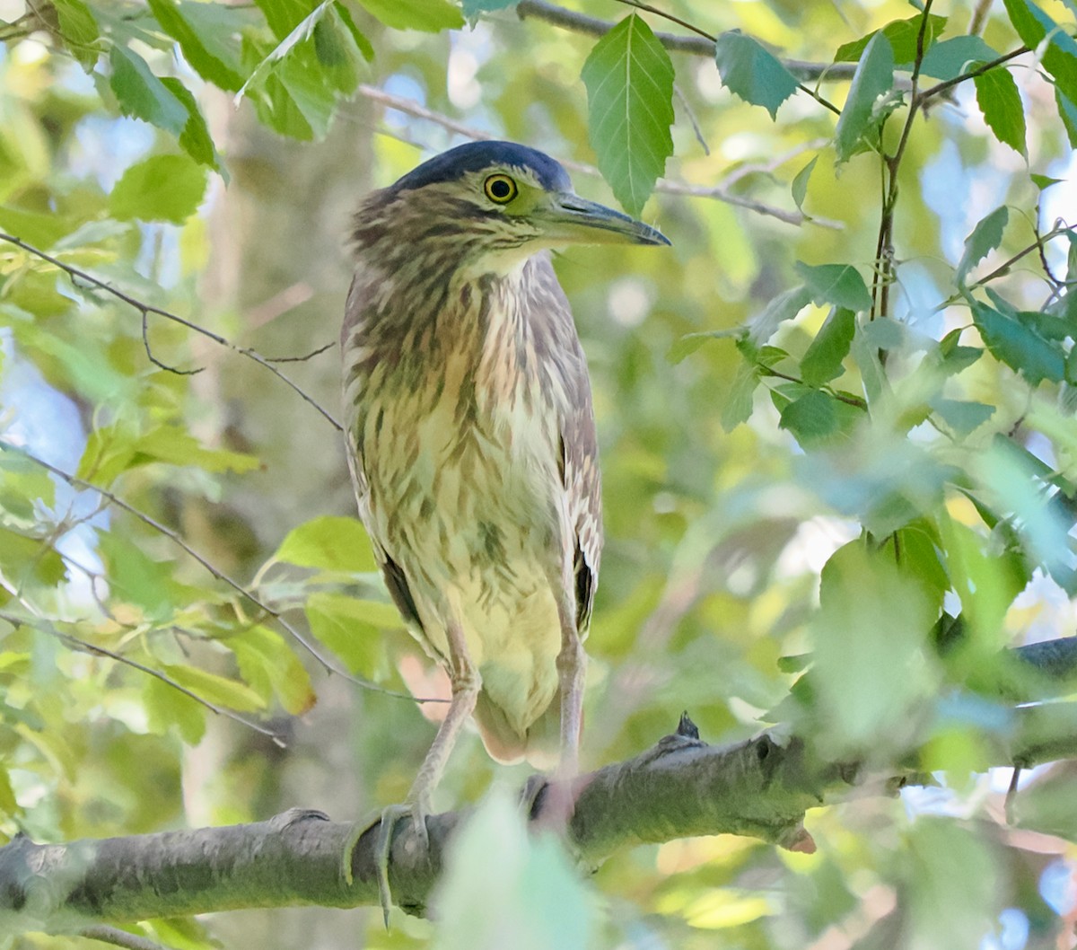 Nankeen Night Heron - ML616456234