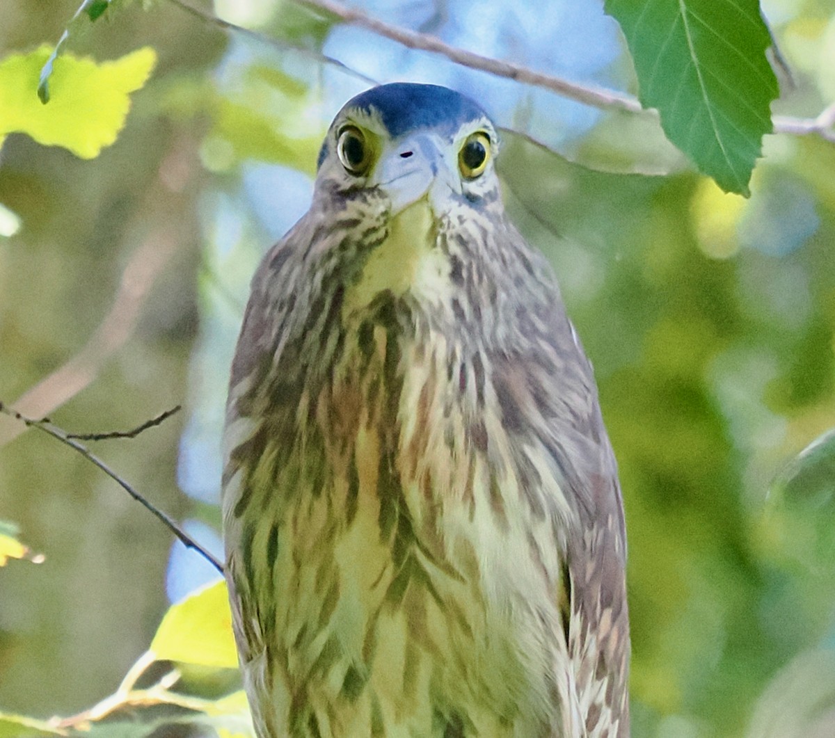 Nankeen Night Heron - ML616456237