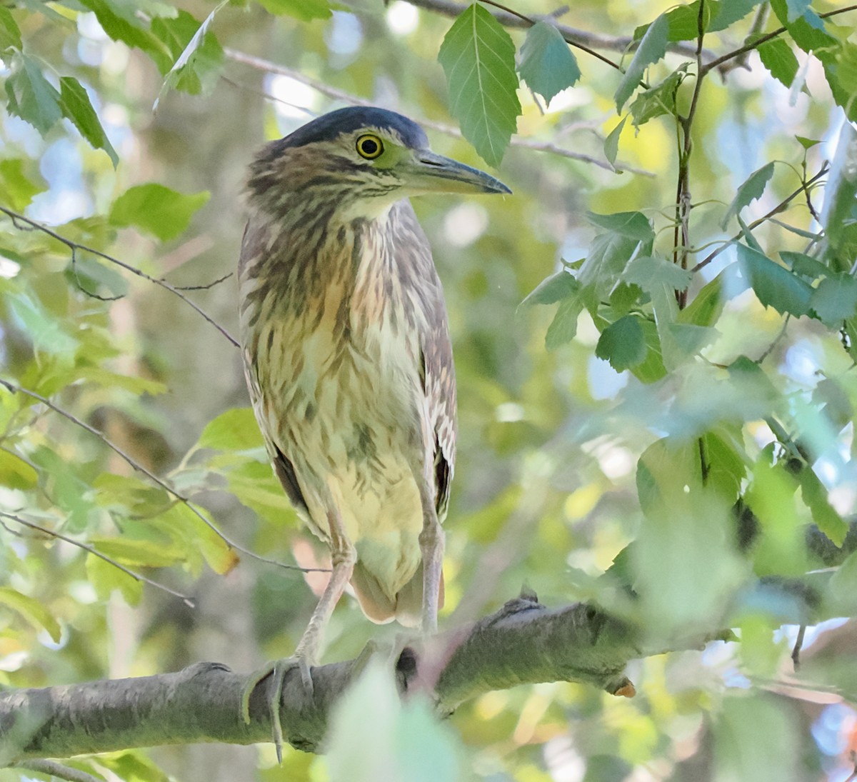 Nankeen Night Heron - ML616456238