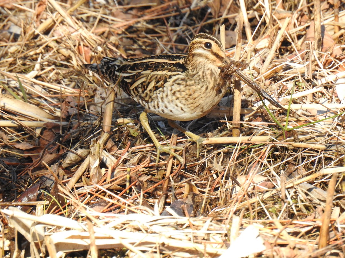 Common Snipe - Phoenix Kwan