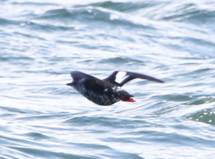 Pigeon Guillemot (columba Group) - ML616456325