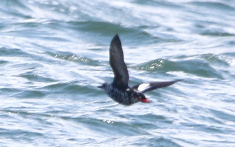 Pigeon Guillemot (columba Group) - ML616456326