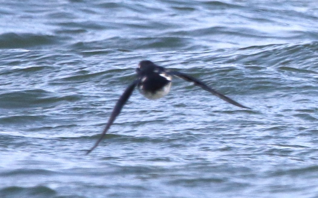 Least Auklet - Daniel Lebbin