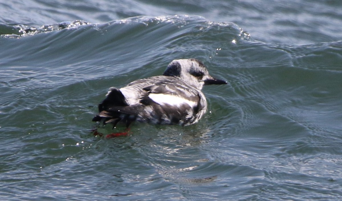 Pigeon Guillemot (columba Group) - ML616456353