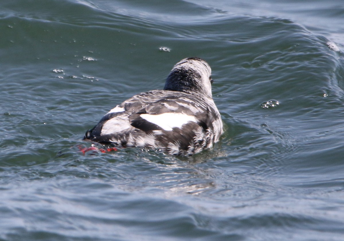 Pigeon Guillemot (columba Group) - ML616456356