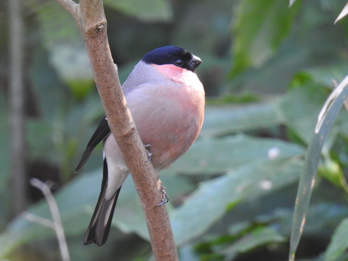 Eurasian Bullfinch - ML616456388