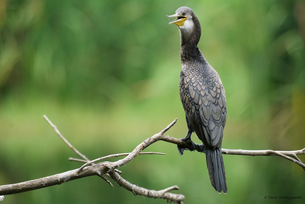 Indian Cormorant - ML61645641