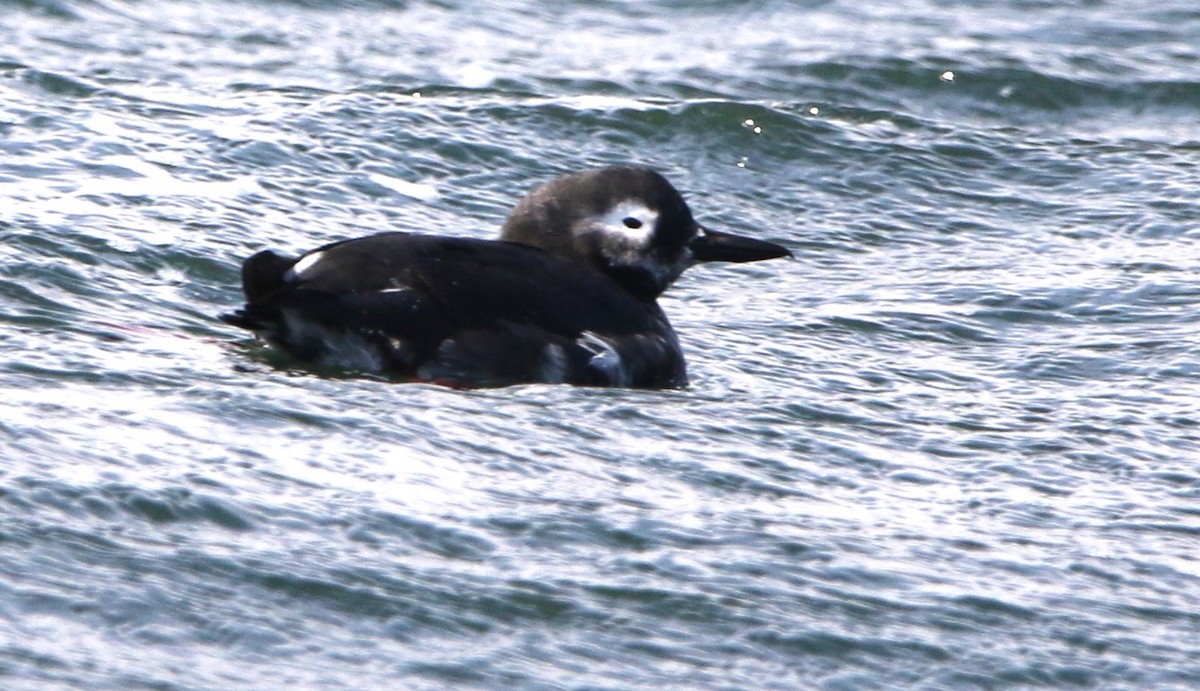 Spectacled Guillemot - Daniel Lebbin