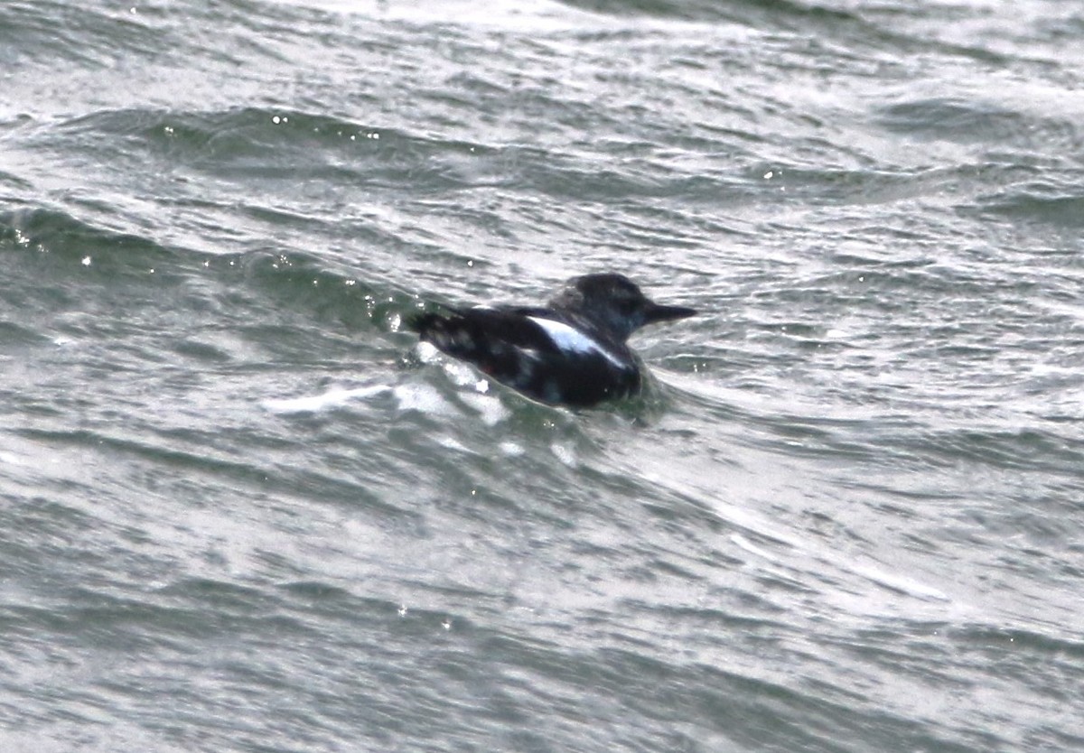 Pigeon Guillemot (columba Group) - ML616456485