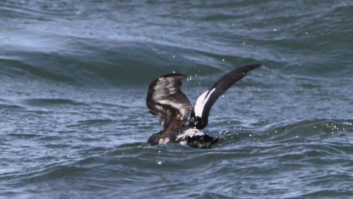 Pigeon Guillemot (columba Group) - ML616456487