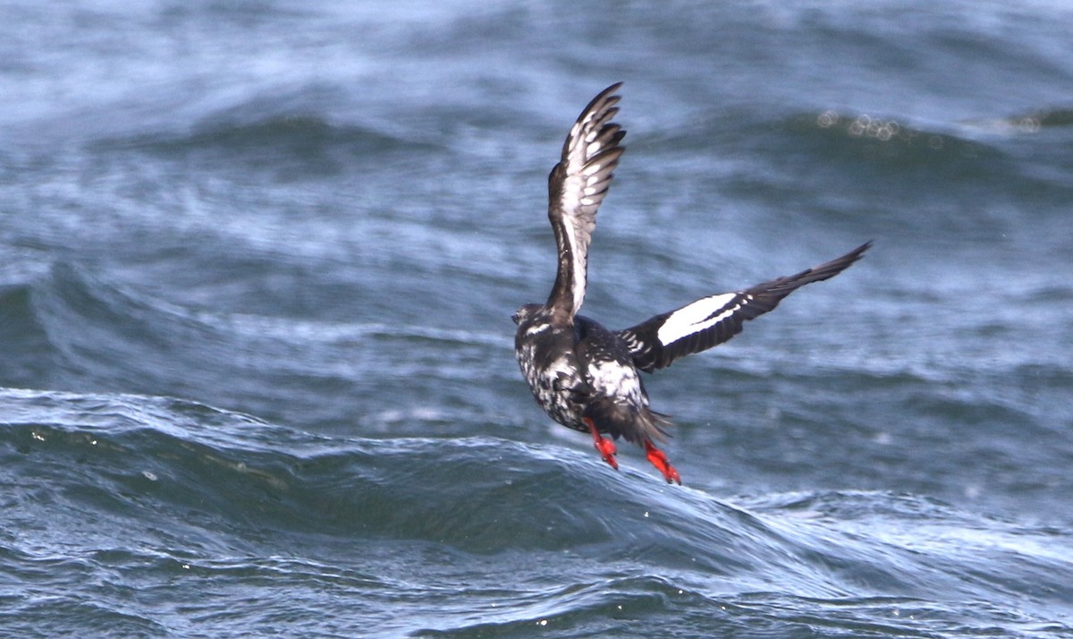 Pigeon Guillemot (columba Group) - ML616456493