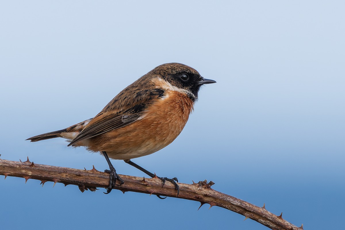 ML616456670 - European Stonechat - Macaulay Library