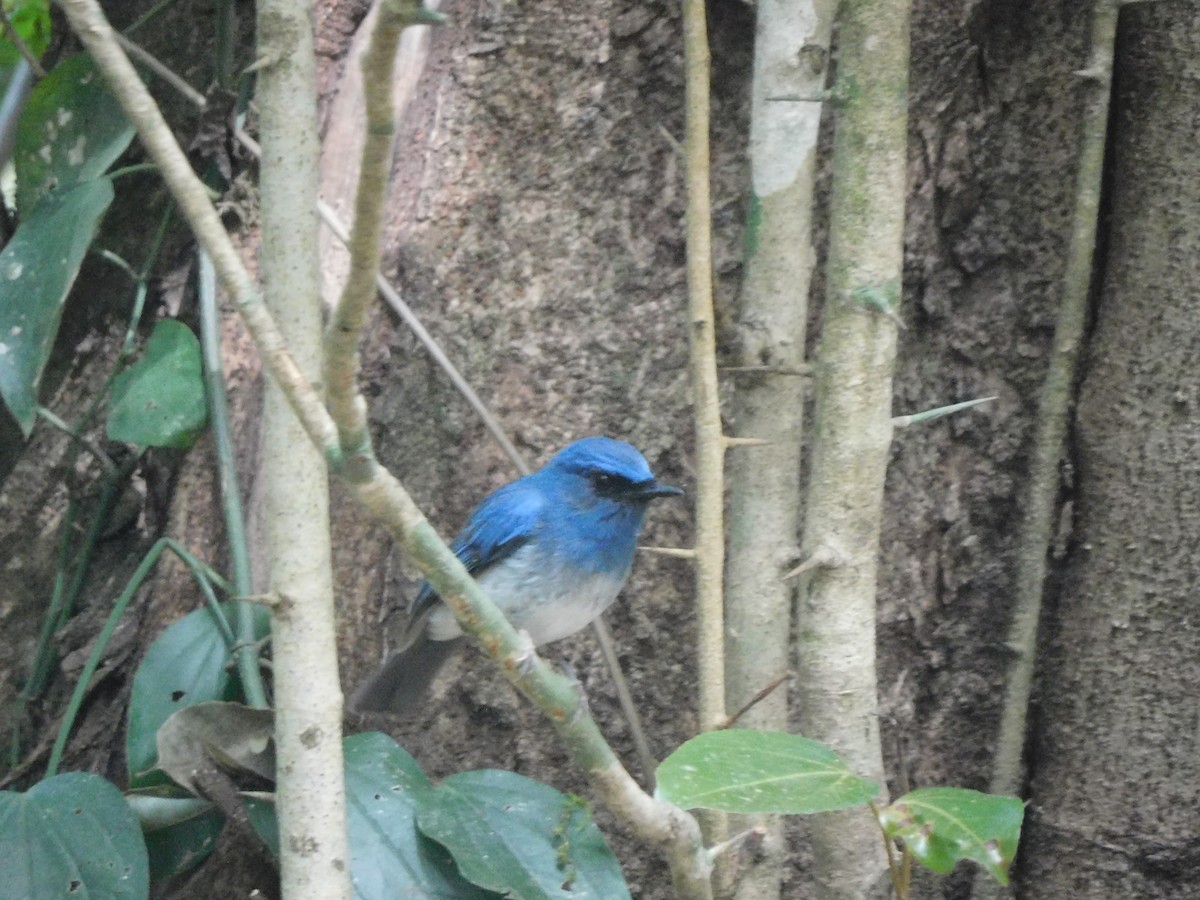 White-bellied Blue Flycatcher - ML616456672