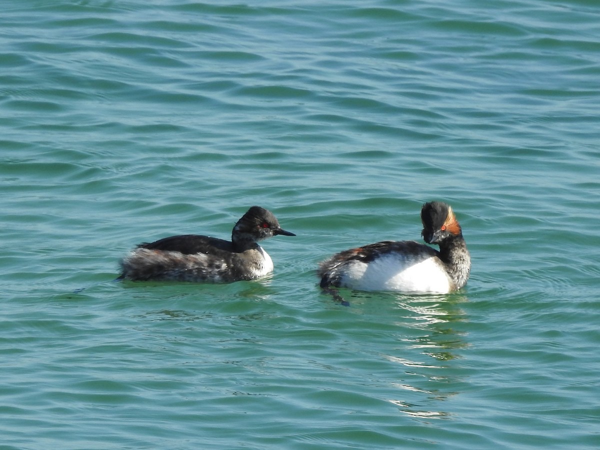 Eared Grebe - ML616456714