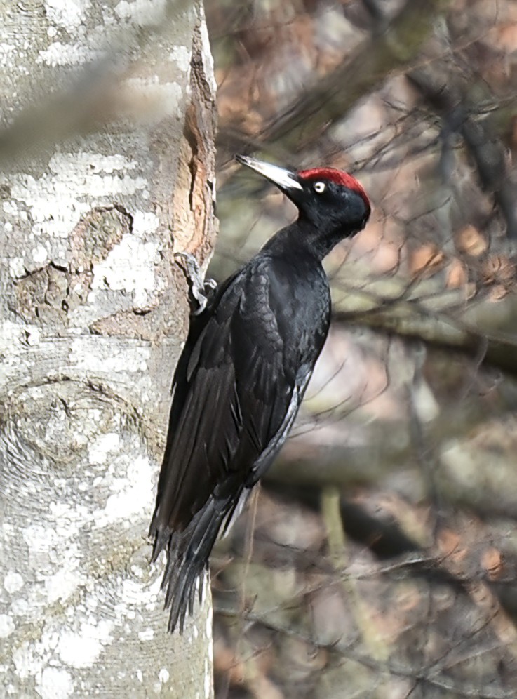 Black Woodpecker - ML616456723