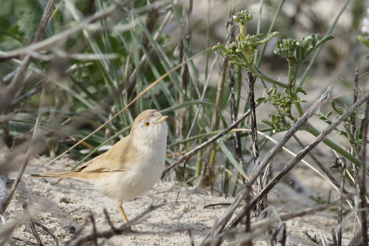 African Desert Warbler - Avi Shneor