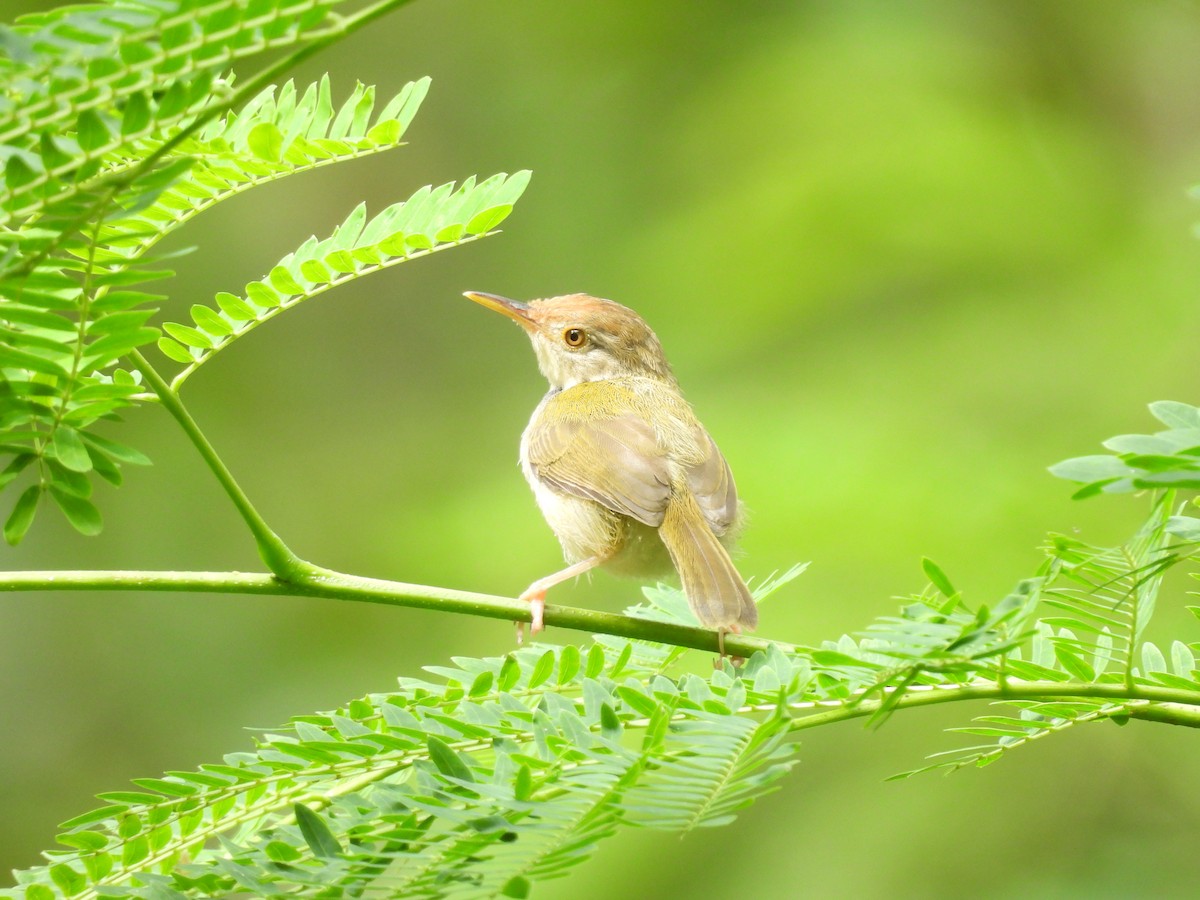 Rotstirn-Schneidervogel - ML616456741