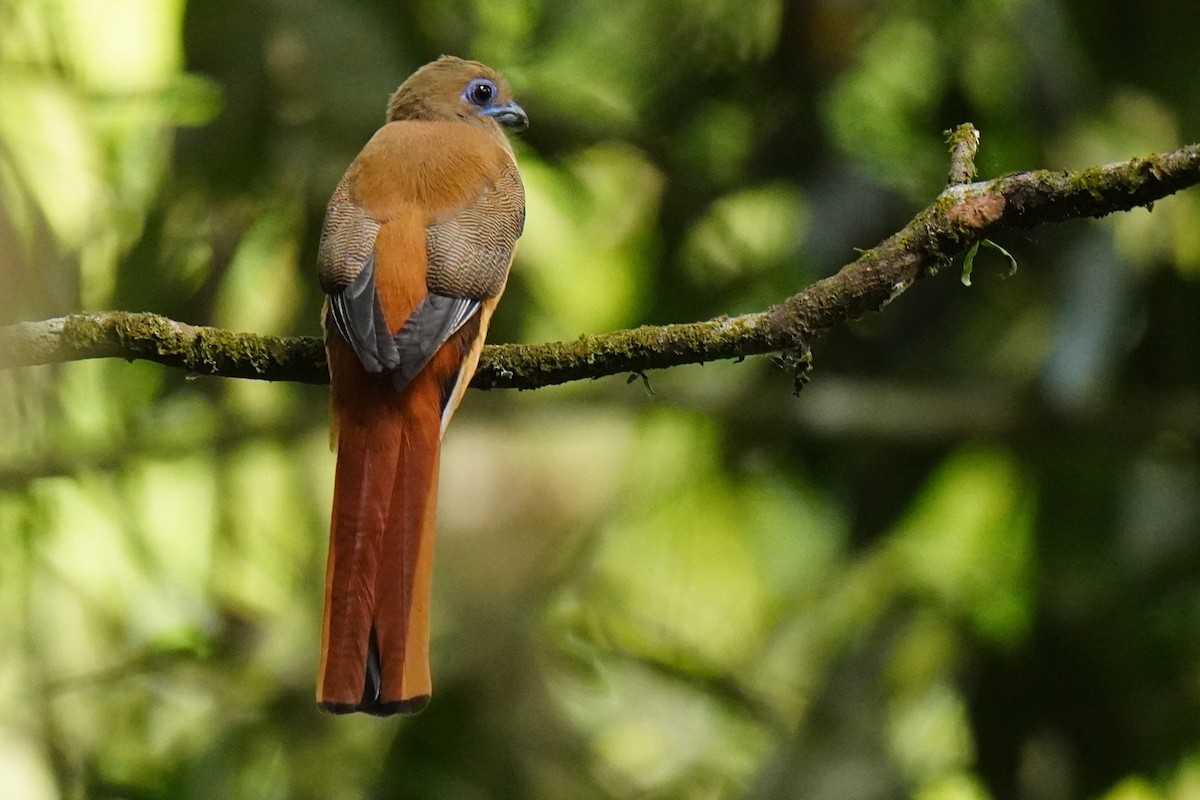 Malabar Trogon - ML616456764