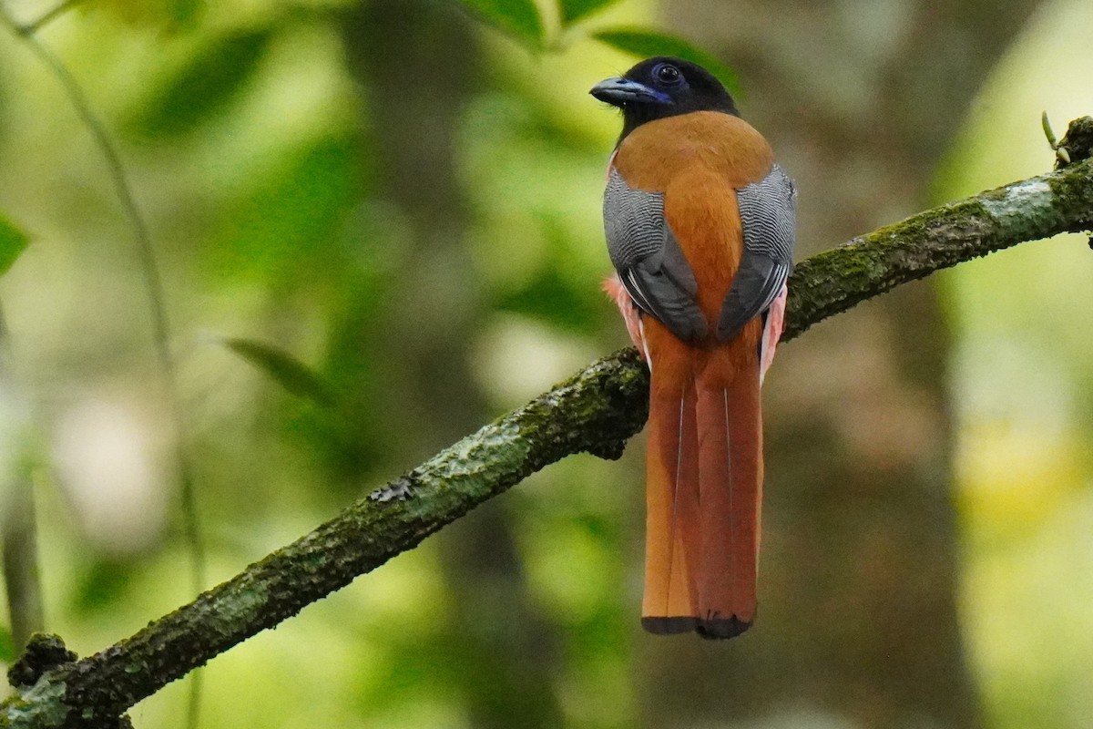 Malabar Trogon - ML616456765