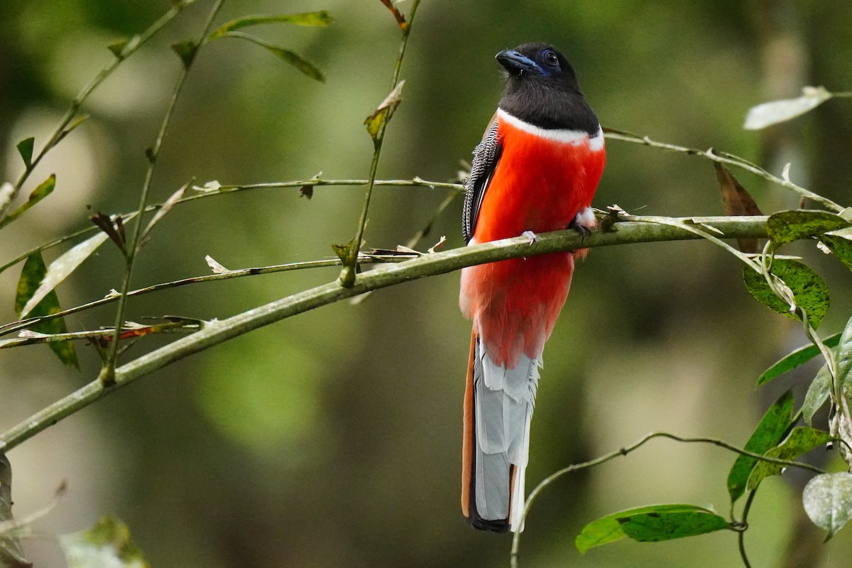 Malabar Trogon - ML616456766