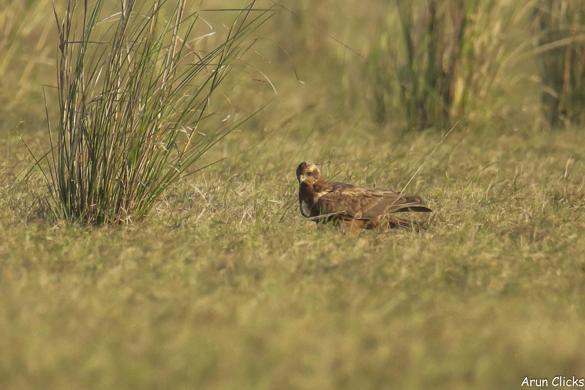 Eastern Marsh Harrier - ML616456784