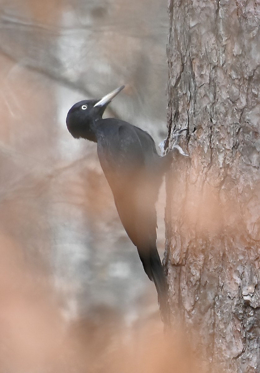 Black Woodpecker - ML616456812