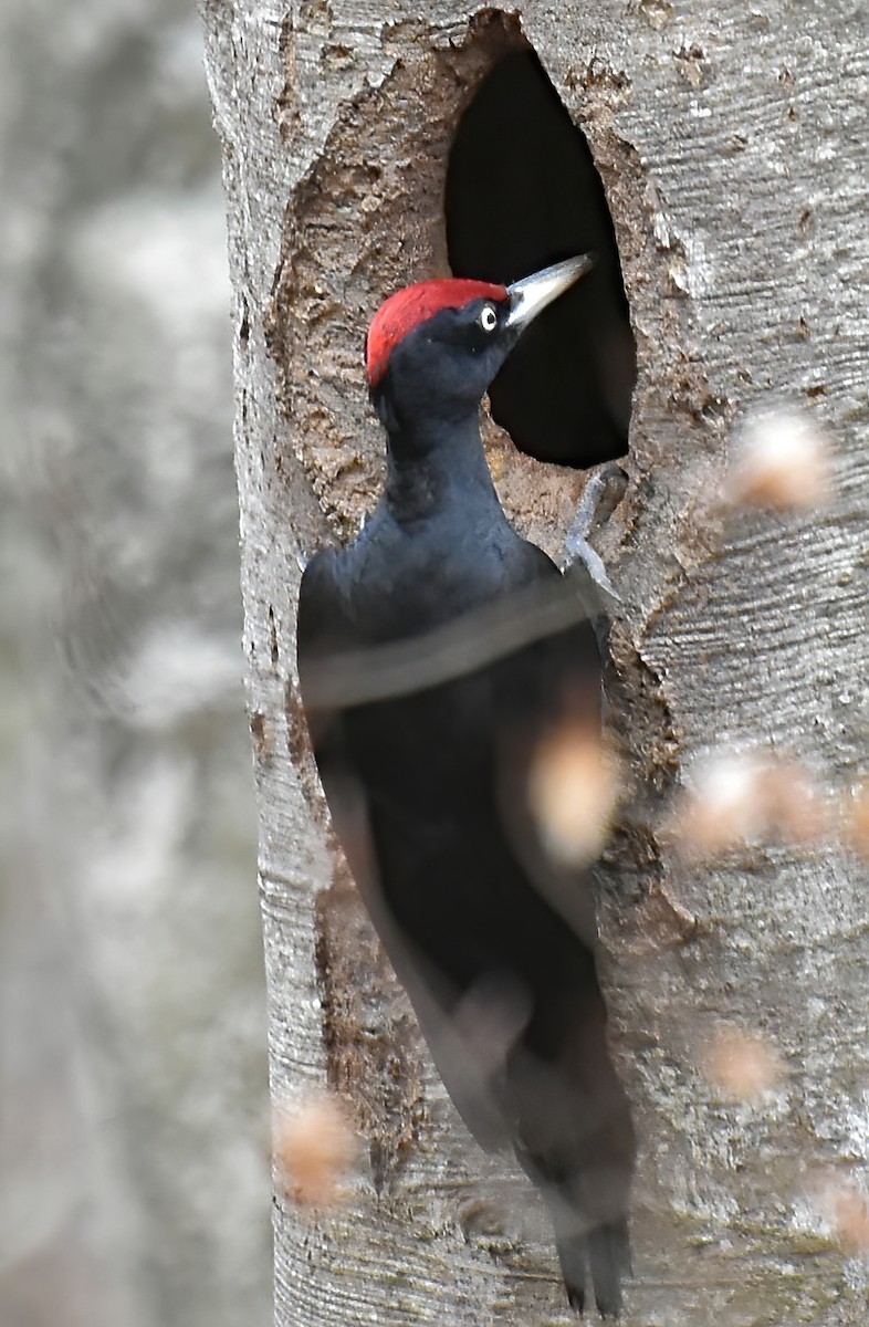 Black Woodpecker - ML616456819